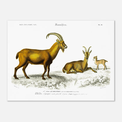 Gravure naturaliste de l'Égagre (Bouquetin) - Charles d'Orbigny (30x40 cm). Gravure ancienne illustrant un bouquetin, avec un mâle, une femelle et un jeune, dans un paysage rocheux.