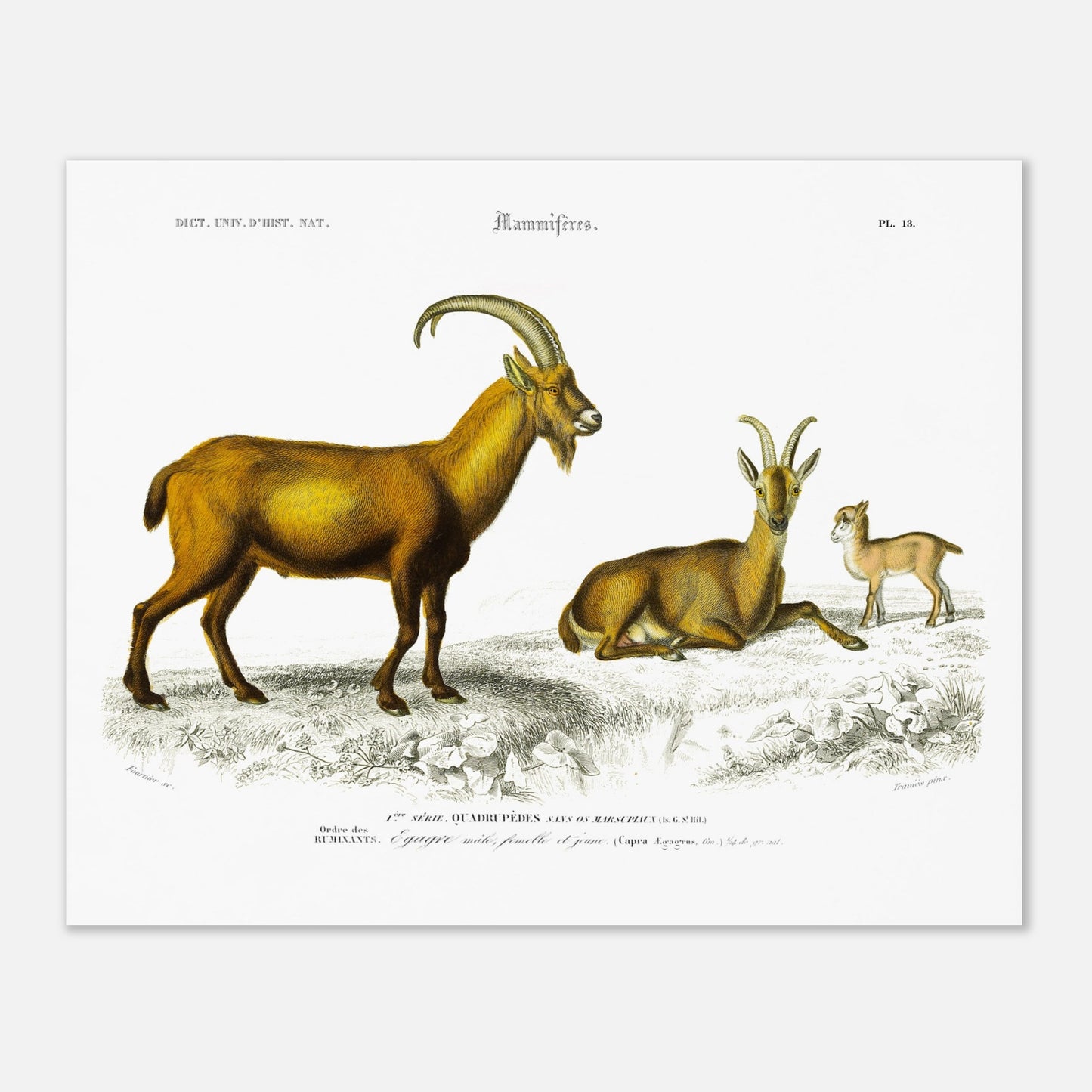 Gravure naturaliste de l'Égagre (Bouquetin) - Charles d'Orbigny (40x50 cm). Gravure ancienne illustrant un bouquetin, avec un mâle, une femelle et un jeune, dans un paysage rocheux.