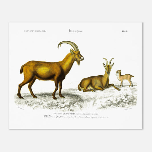 Gravure naturaliste de l'Égagre (Bouquetin) - Charles d'Orbigny (40x50 cm). Gravure ancienne illustrant un bouquetin, avec un mâle, une femelle et un jeune, dans un paysage rocheux.