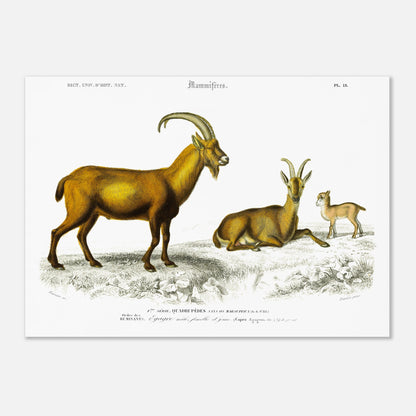 Gravure naturaliste de l'Égagre (Bouquetin) - Charles d'Orbigny (50x70 cm). Gravure ancienne illustrant un bouquetin, avec un mâle, une femelle et un jeune, dans un paysage rocheux.