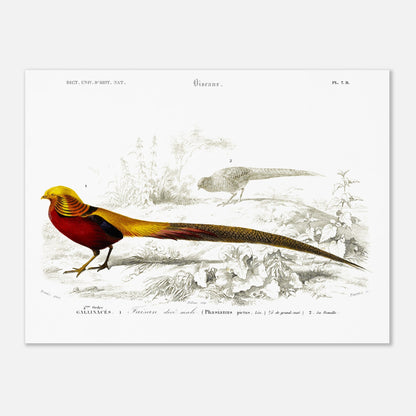 Gravure naturaliste du Faisan doré par Charles d'Orbigny (30x40 cm). Planche naturaliste montrant un Faisan doré mâle au premier plan et une femelle à l'arrière-plan, dans un décor de végétation et de sol.