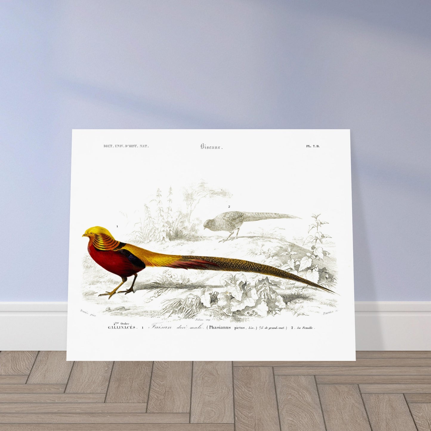 Gravure naturaliste du Faisan doré par Charles d'Orbigny. Planche naturaliste montrant un Faisan doré mâle au premier plan et une femelle à l'arrière-plan, dans un décor de végétation et de sol. Image d'illustration 5