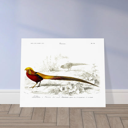 Gravure naturaliste du Faisan doré par Charles d'Orbigny. Planche naturaliste montrant un Faisan doré mâle au premier plan et une femelle à l'arrière-plan, dans un décor de végétation et de sol. Image d'illustration 5
