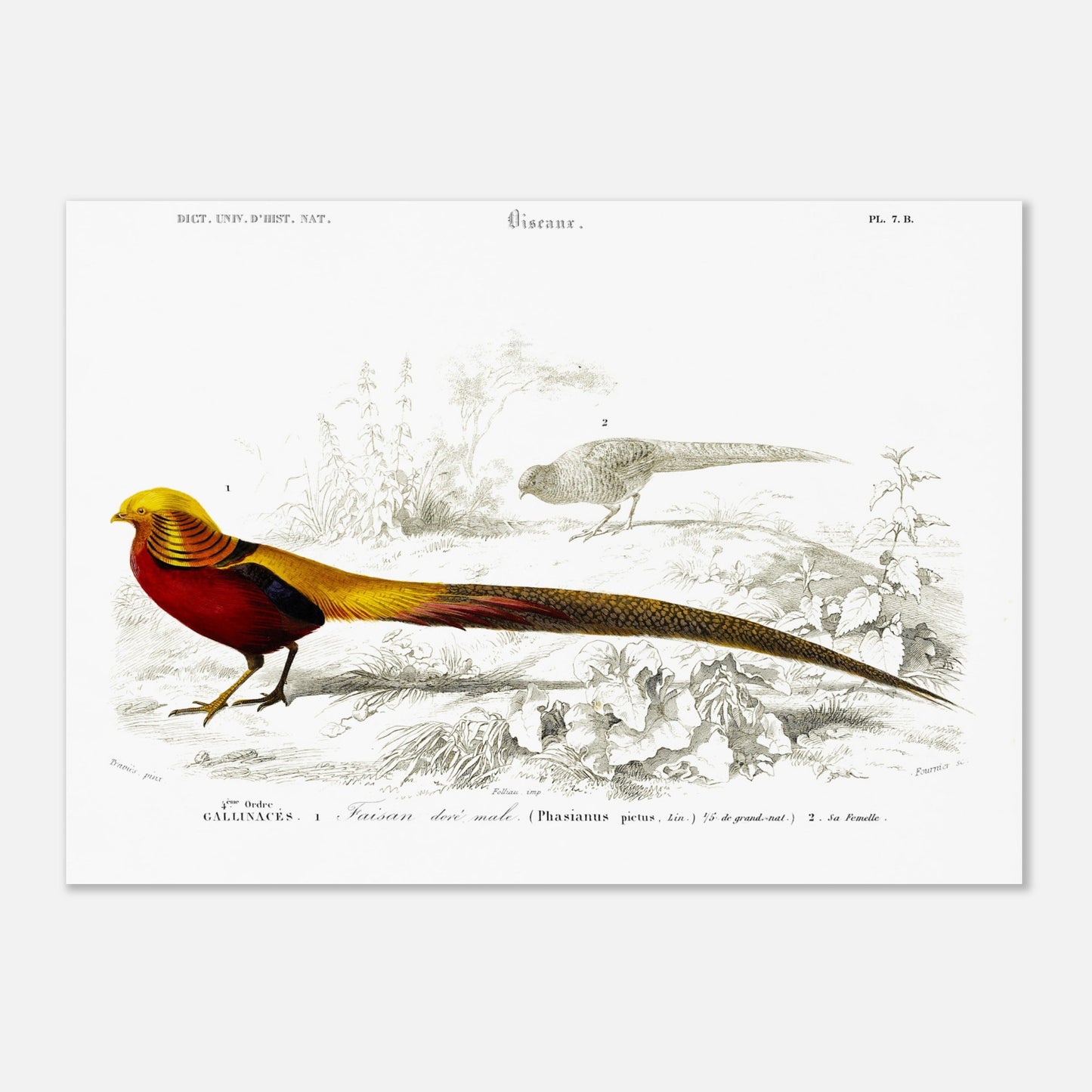 Gravure naturaliste du Faisan doré par Charles d'Orbigny (50x70 cm). Planche naturaliste montrant un Faisan doré mâle au premier plan et une femelle à l'arrière-plan, dans un décor de végétation et de sol.