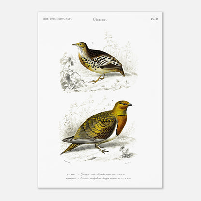 Gravure ancienne Ganga cata et Turnix tachydrome - Charles d'Orbigny (29,7x42 cm (A3)). Planche naturaliste montrant deux oiseaux de type gallinacés ; le premier, un Ganga cata, est au premier plan, et le deuxième est plus petit et situé à l'arrière-plan.