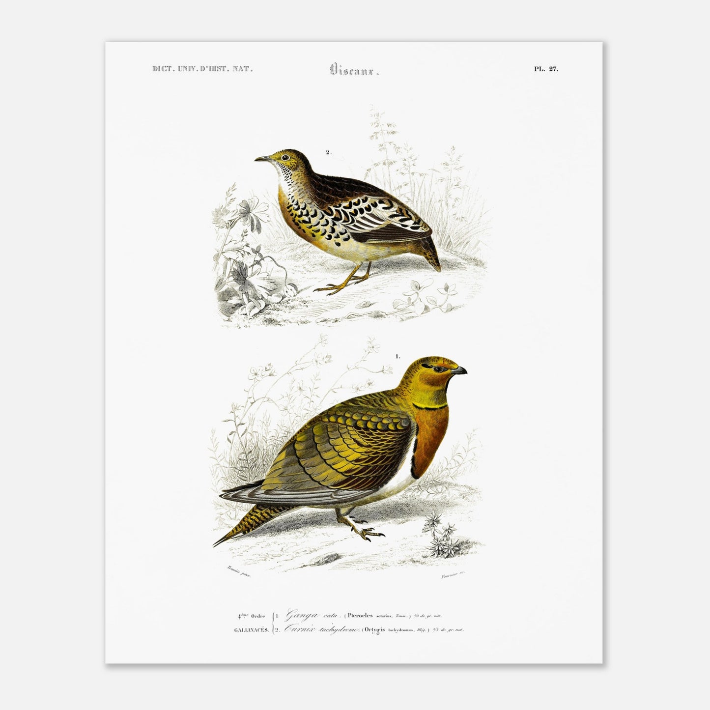 Gravure ancienne Ganga cata et Turnix tachydrome - Charles d'Orbigny (40x50 cm). Planche naturaliste montrant deux oiseaux de type gallinacés ; le premier, un Ganga cata, est au premier plan, et le deuxième est plus petit et situé à l'arrière-plan.
