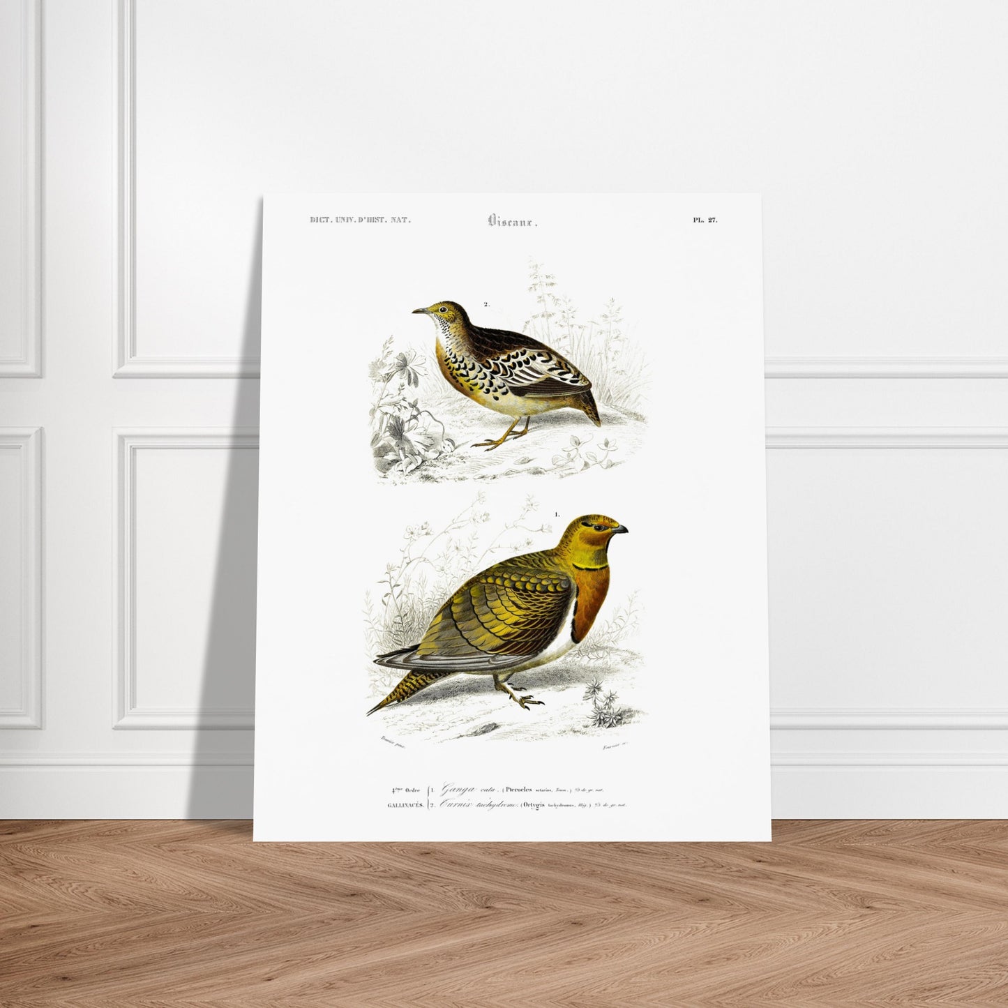 Gravure ancienne Ganga cata et Turnix tachydrome - Charles d'Orbigny. Planche naturaliste montrant deux oiseaux de type gallinacés ; le premier, un Ganga cata, est au premier plan, et le deuxième est plus petit et situé à l'arrière-plan. Image d'illustration 5