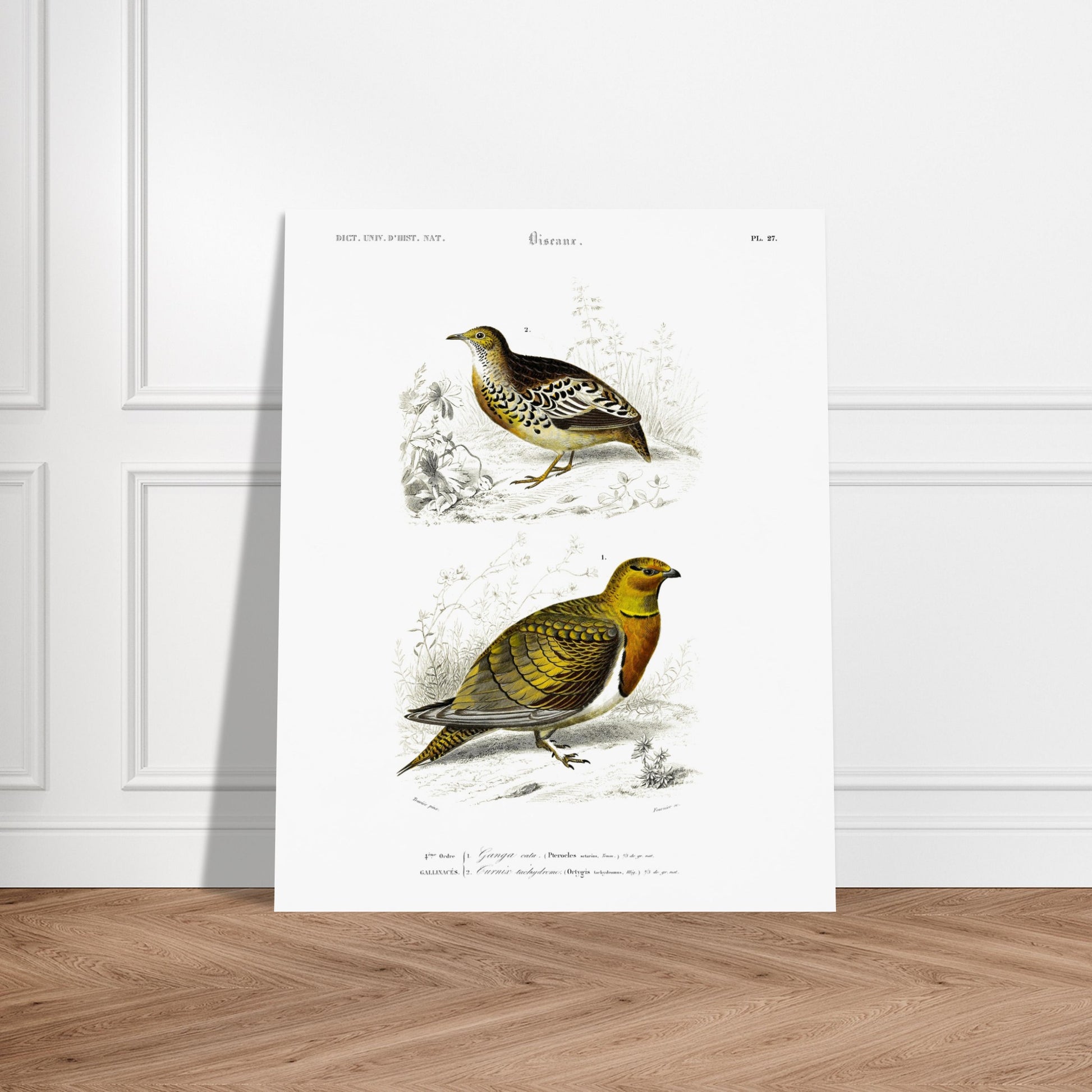 Gravure ancienne Ganga cata et Turnix tachydrome - Charles d'Orbigny. Planche naturaliste montrant deux oiseaux de type gallinacés ; le premier, un Ganga cata, est au premier plan, et le deuxième est plus petit et situé à l'arrière-plan. Image d'illustration 5