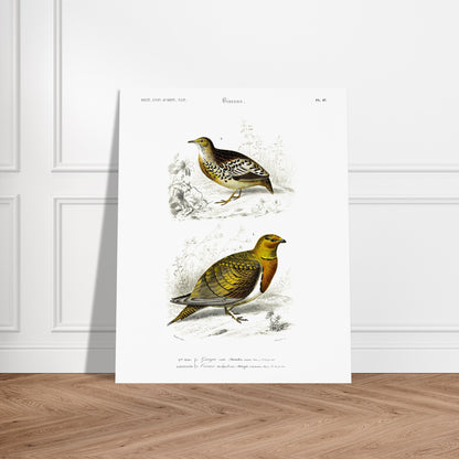 Gravure ancienne Ganga cata et Turnix tachydrome - Charles d'Orbigny. Planche naturaliste montrant deux oiseaux de type gallinacés ; le premier, un Ganga cata, est au premier plan, et le deuxième est plus petit et situé à l'arrière-plan. Image d'illustration 5