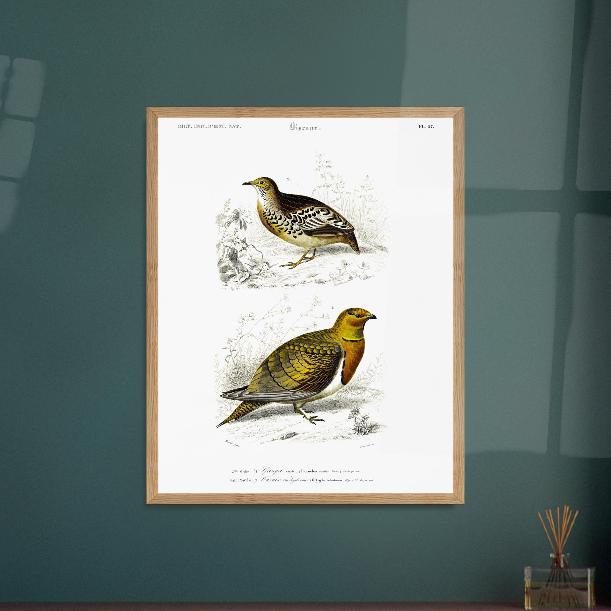 Gravure ancienne Ganga cata et Turnix tachydrome - Charles d'Orbigny. Planche naturaliste montrant deux oiseaux de type gallinacés ; le premier, un Ganga cata, est au premier plan, et le deuxième est plus petit et situé à l'arrière-plan. Image d'illustration 6