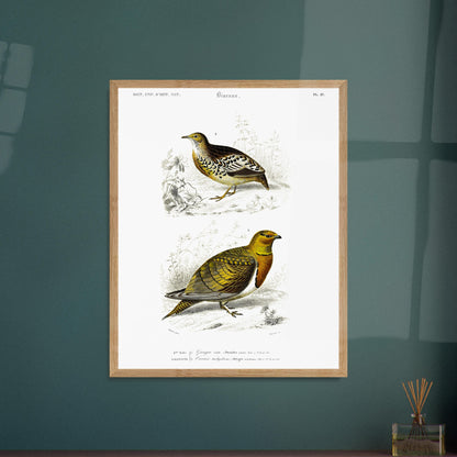 Gravure ancienne Ganga cata et Turnix tachydrome - Charles d'Orbigny. Planche naturaliste montrant deux oiseaux de type gallinacés ; le premier, un Ganga cata, est au premier plan, et le deuxième est plus petit et situé à l'arrière-plan. Image d'illustration 6