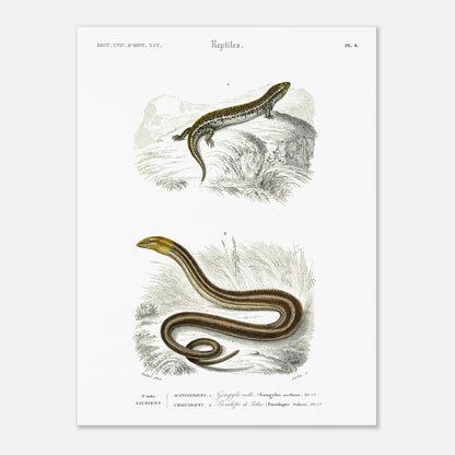 Gravure ancienne de Gongyle ocellé - Charles d'Orbigny (30x40 cm). Gravure ancienne représentant un gongyle ocellé, un reptile, dans un environnement naturel.
