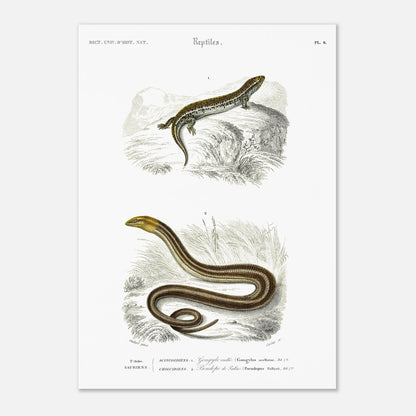 Gravure ancienne de Gongyle ocellé - Charles d'Orbigny (42x59,4 cm (A2)). Gravure ancienne représentant un gongyle ocellé, un reptile, dans un environnement naturel.