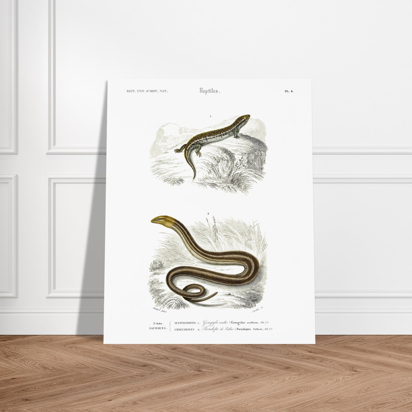 Gravure ancienne de Gongyle ocellé - Charles d'Orbigny. Gravure ancienne représentant un gongyle ocellé, un reptile, dans un environnement naturel. Image d'illustration 5