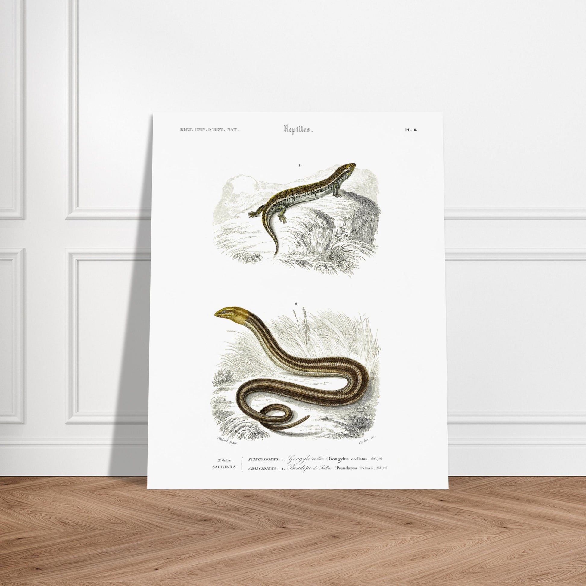 Gravure ancienne de Gongyle ocellé - Charles d'Orbigny. Gravure ancienne représentant un gongyle ocellé, un reptile, dans un environnement naturel. Image d'illustration 5
