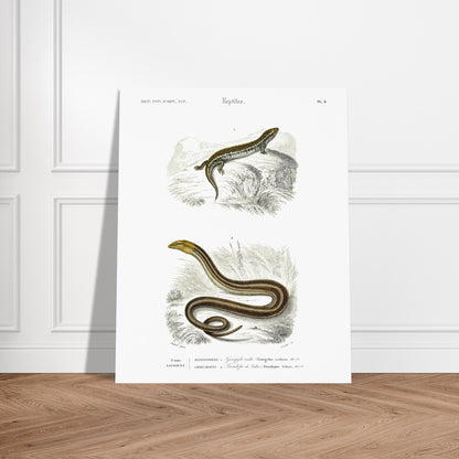 Gravure ancienne de Gongyle ocellé - Charles d'Orbigny. Gravure ancienne représentant un gongyle ocellé, un reptile, dans un environnement naturel. Image d'illustration 5