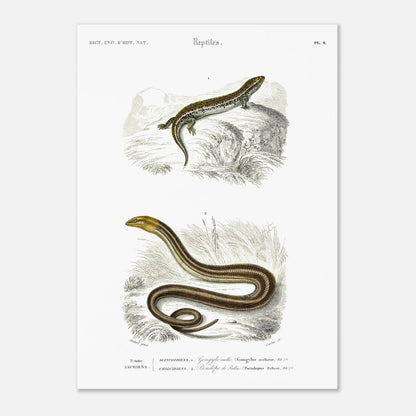 Gravure ancienne de Gongyle ocellé - Charles d'Orbigny (50x70 cm). Gravure ancienne représentant un gongyle ocellé, un reptile, dans un environnement naturel.