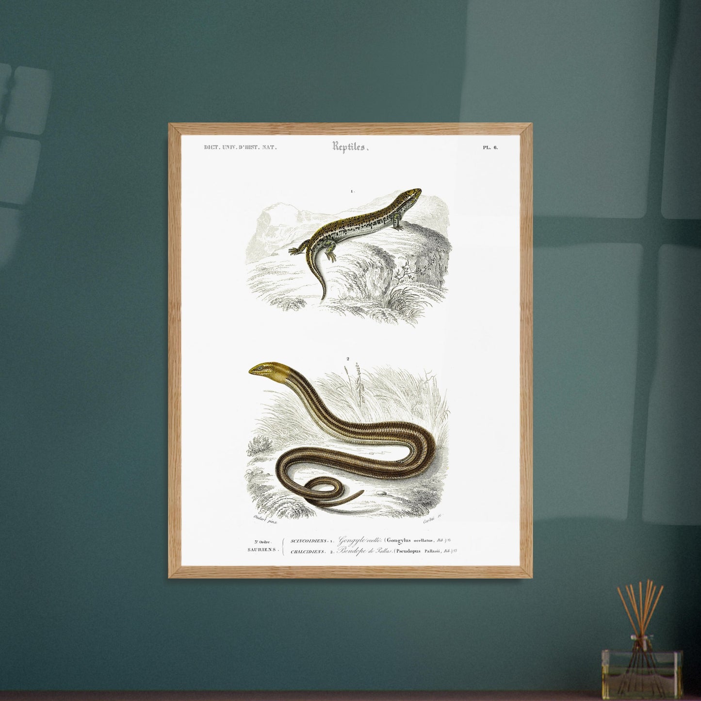 Gravure ancienne de Gongyle ocellé - Charles d'Orbigny. Gravure ancienne représentant un gongyle ocellé, un reptile, dans un environnement naturel. Image d'illustration 6