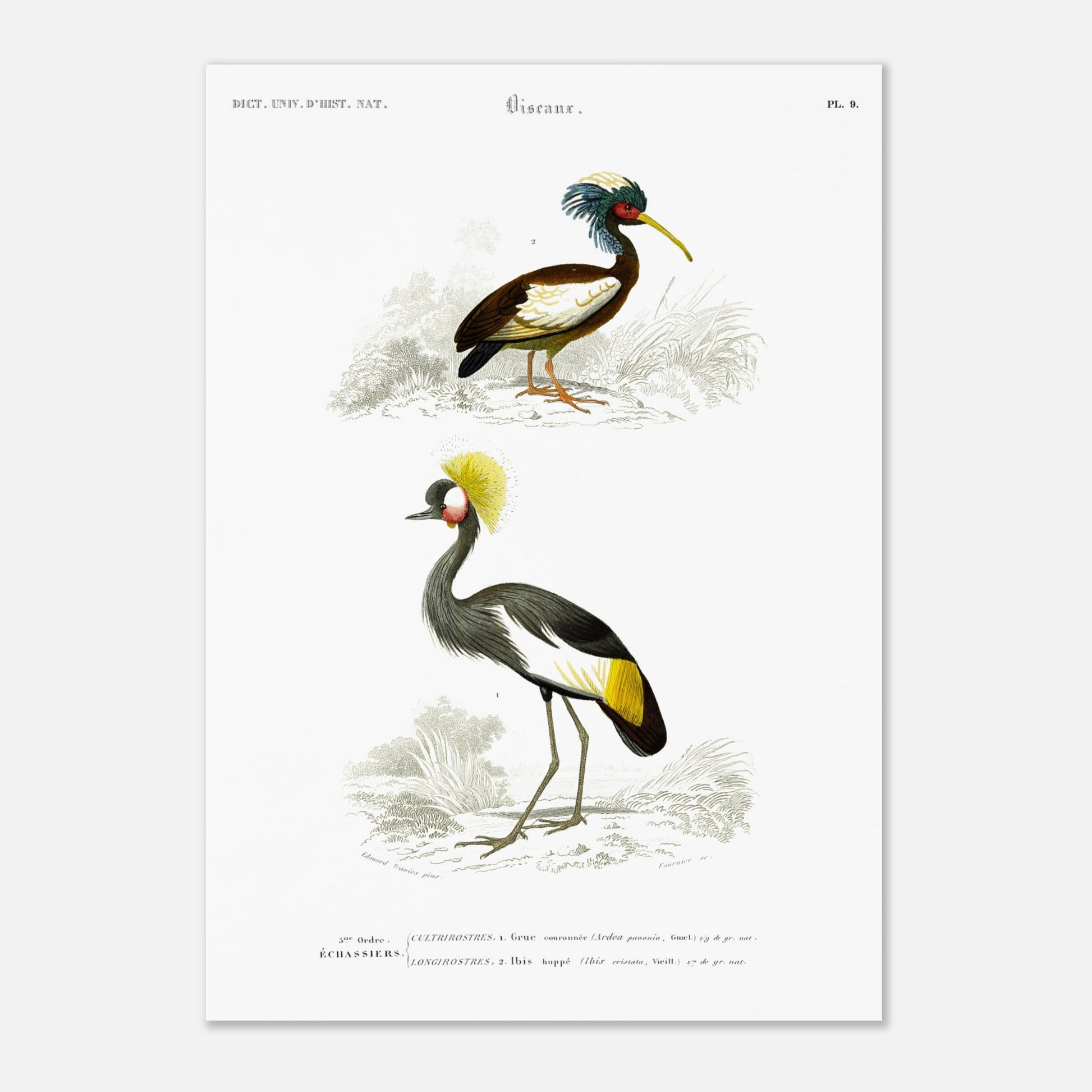 Gravure ancienne de Grue couronnée et Ibis huppé - Charles d'Orbigny (29,7x42 cm (A3)). Illustration du Dictionnaire Universel d'Histoire Naturelle de Charles d'Orbigny, montrant une grue couronnée (Ardea pavonia) et un ibis huppé (Ibis cristata).