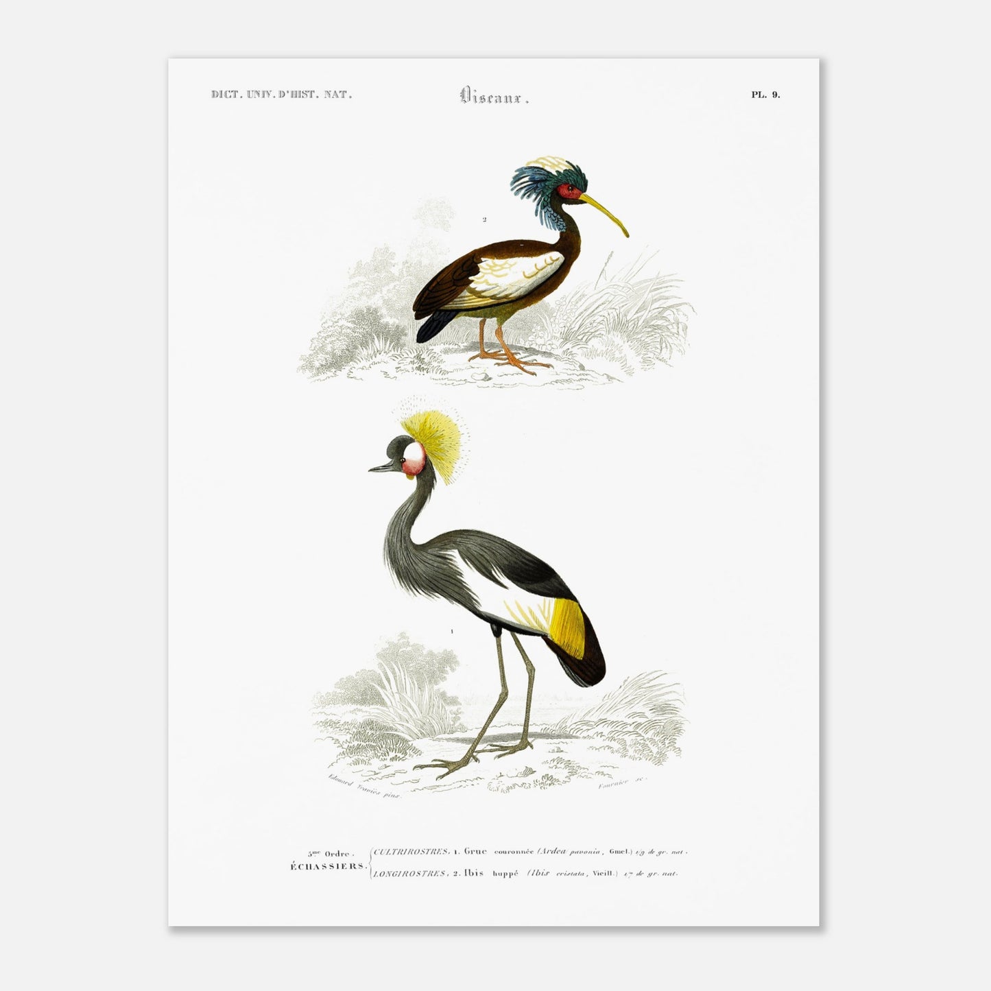 Gravure ancienne de Grue couronnée et Ibis huppé - Charles d'Orbigny (30x40 cm). Illustration du Dictionnaire Universel d'Histoire Naturelle de Charles d'Orbigny, montrant une grue couronnée (Ardea pavonia) et un ibis huppé (Ibis cristata).