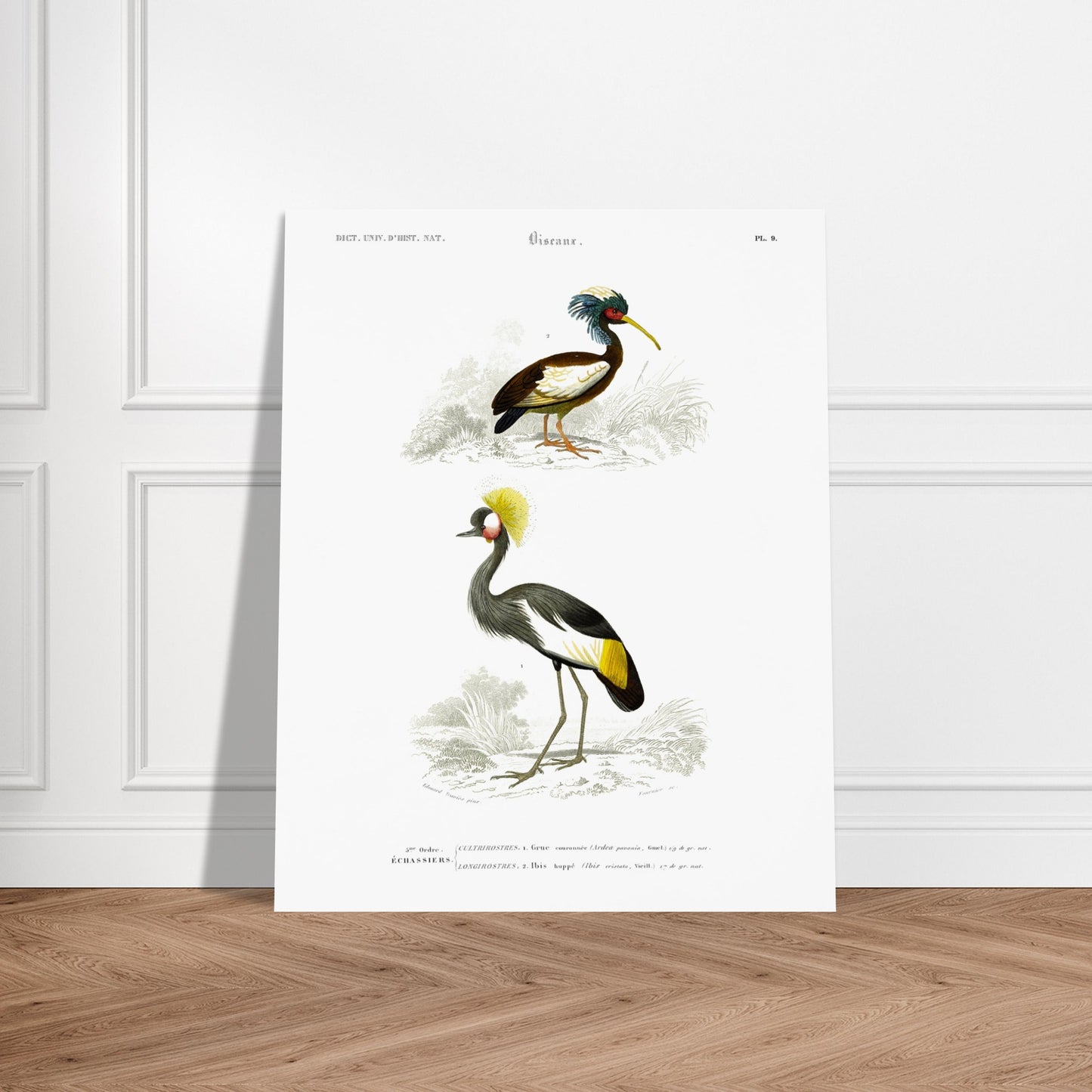 Gravure ancienne de Grue couronnée et Ibis huppé - Charles d'Orbigny. Illustration du Dictionnaire Universel d'Histoire Naturelle de Charles d'Orbigny, montrant une grue couronnée (Ardea pavonia) et un ibis huppé (Ibis cristata). Image d'illustration 5