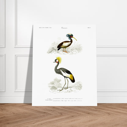 Gravure ancienne de Grue couronnée et Ibis huppé - Charles d'Orbigny. Illustration du Dictionnaire Universel d'Histoire Naturelle de Charles d'Orbigny, montrant une grue couronnée (Ardea pavonia) et un ibis huppé (Ibis cristata). Image d'illustration 5