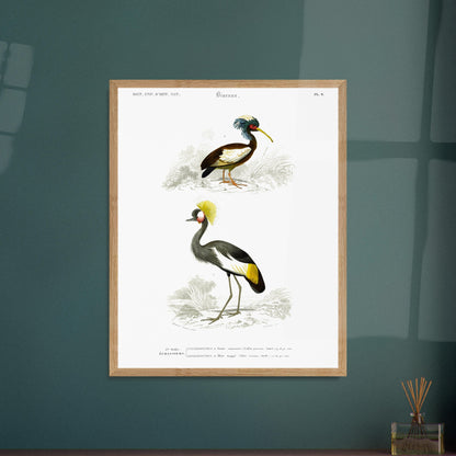 Gravure ancienne de Grue couronnée et Ibis huppé - Charles d'Orbigny. Illustration du Dictionnaire Universel d'Histoire Naturelle de Charles d'Orbigny, montrant une grue couronnée (Ardea pavonia) et un ibis huppé (Ibis cristata). Image d'illustration 6