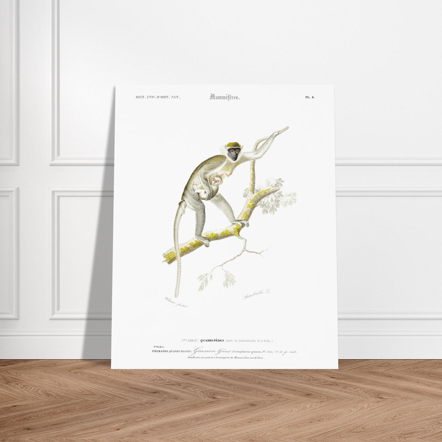 Planche naturaliste de primate : Guenon Grivet et son petit, d'Orbigny. Gravure d'un primate, montrant une guenon grivet avec son petit, perchée sur une branche. Image d'illustration 5