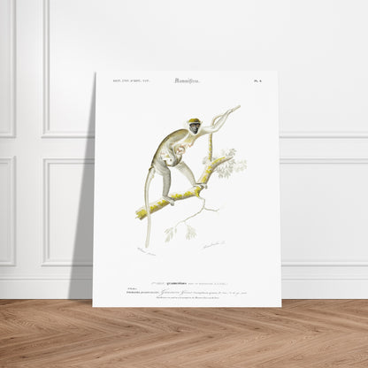 Planche naturaliste de primate : Guenon Grivet et son petit, d'Orbigny. Gravure d'un primate, montrant une guenon grivet avec son petit, perchée sur une branche. Image d'illustration 5