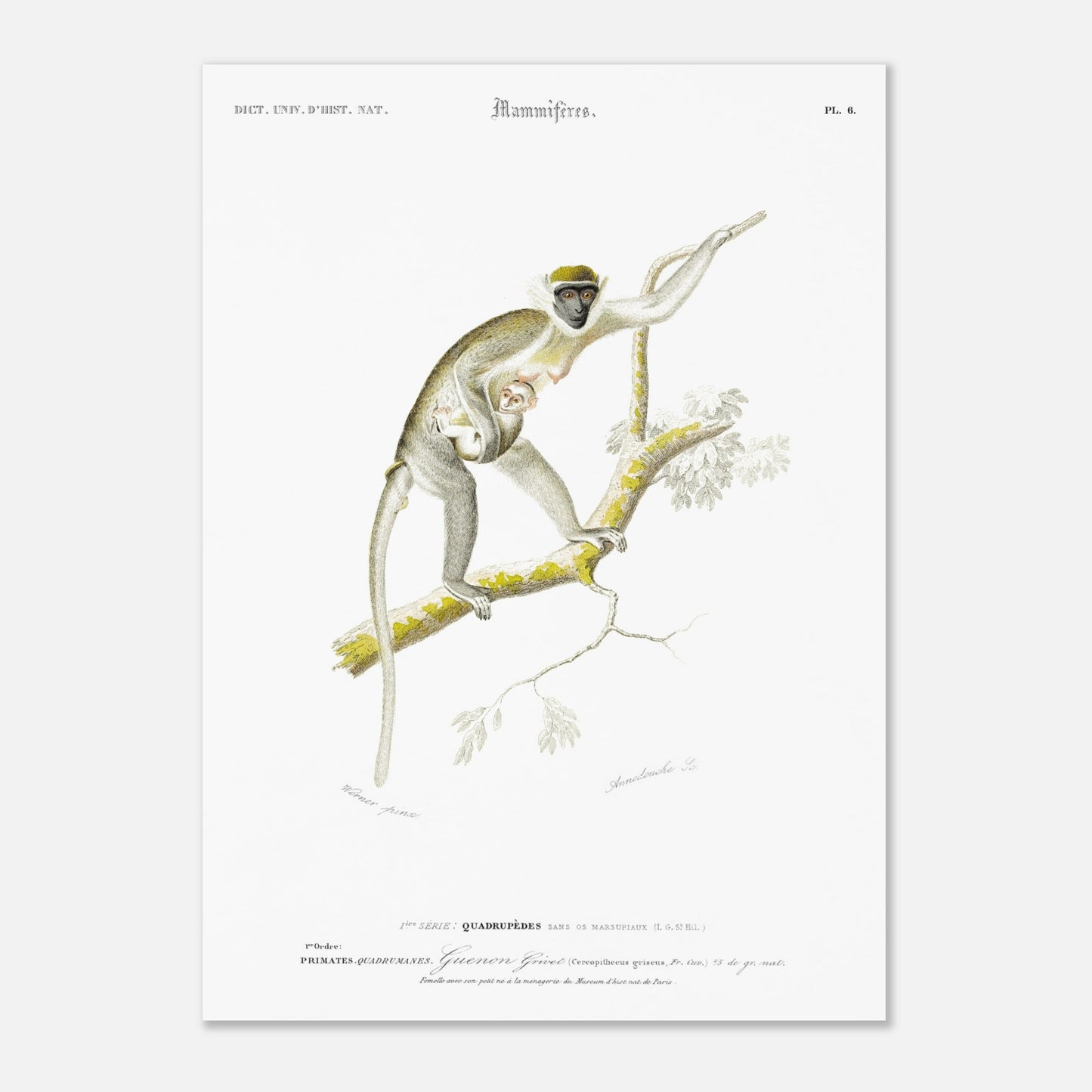 Planche naturaliste de primate : Guenon Grivet et son petit, d'Orbigny (50x70 cm). Gravure d'un primate, montrant une guenon grivet avec son petit, perchée sur une branche.