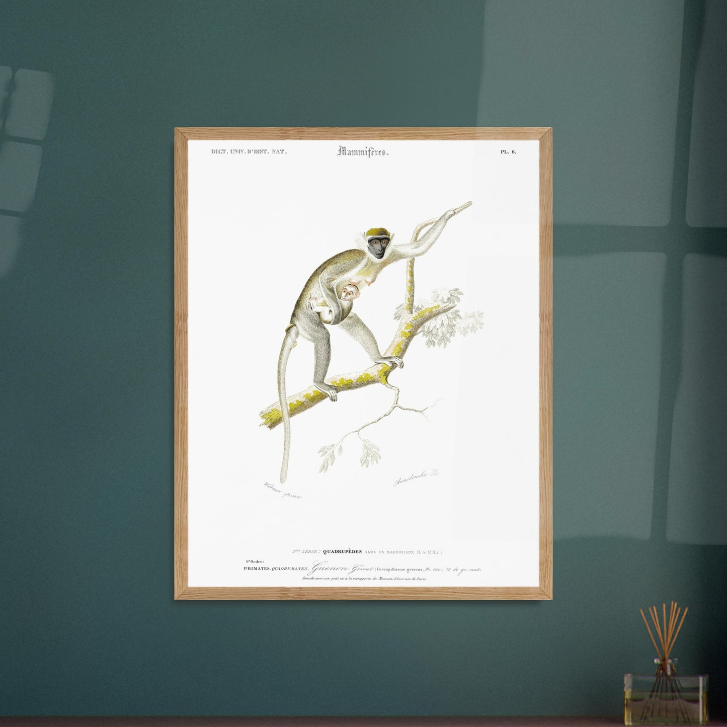 Planche naturaliste de primate : Guenon Grivet et son petit, d'Orbigny. Gravure d'un primate, montrant une guenon grivet avec son petit, perchée sur une branche. Image d'illustration 6