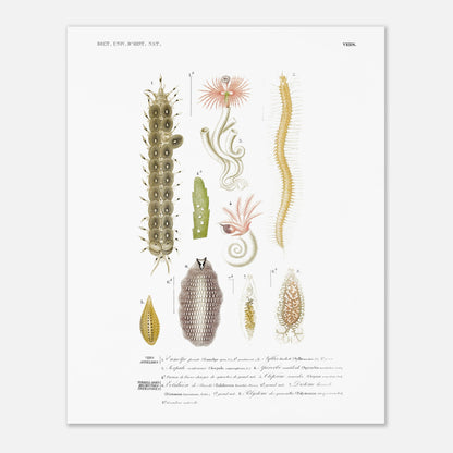 Gravure ancienne d'invertébrés marins : Eumolpe et Syllis - d'Orbigny (40x50 cm). Planche naturaliste ancienne illustrant plusieurs spécimens d'invertébrés marins avec des numérotations et des légendes.