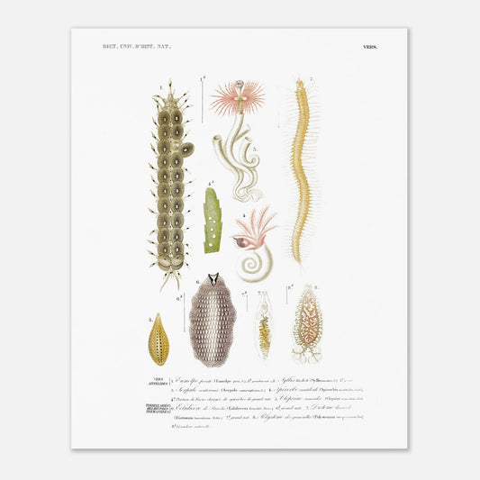 Gravure ancienne d'invertébrés marins : Eumolpe et Syllis - d'Orbigny (40x50 cm). Planche naturaliste ancienne illustrant plusieurs spécimens d'invertébrés marins avec des numérotations et des légendes.
