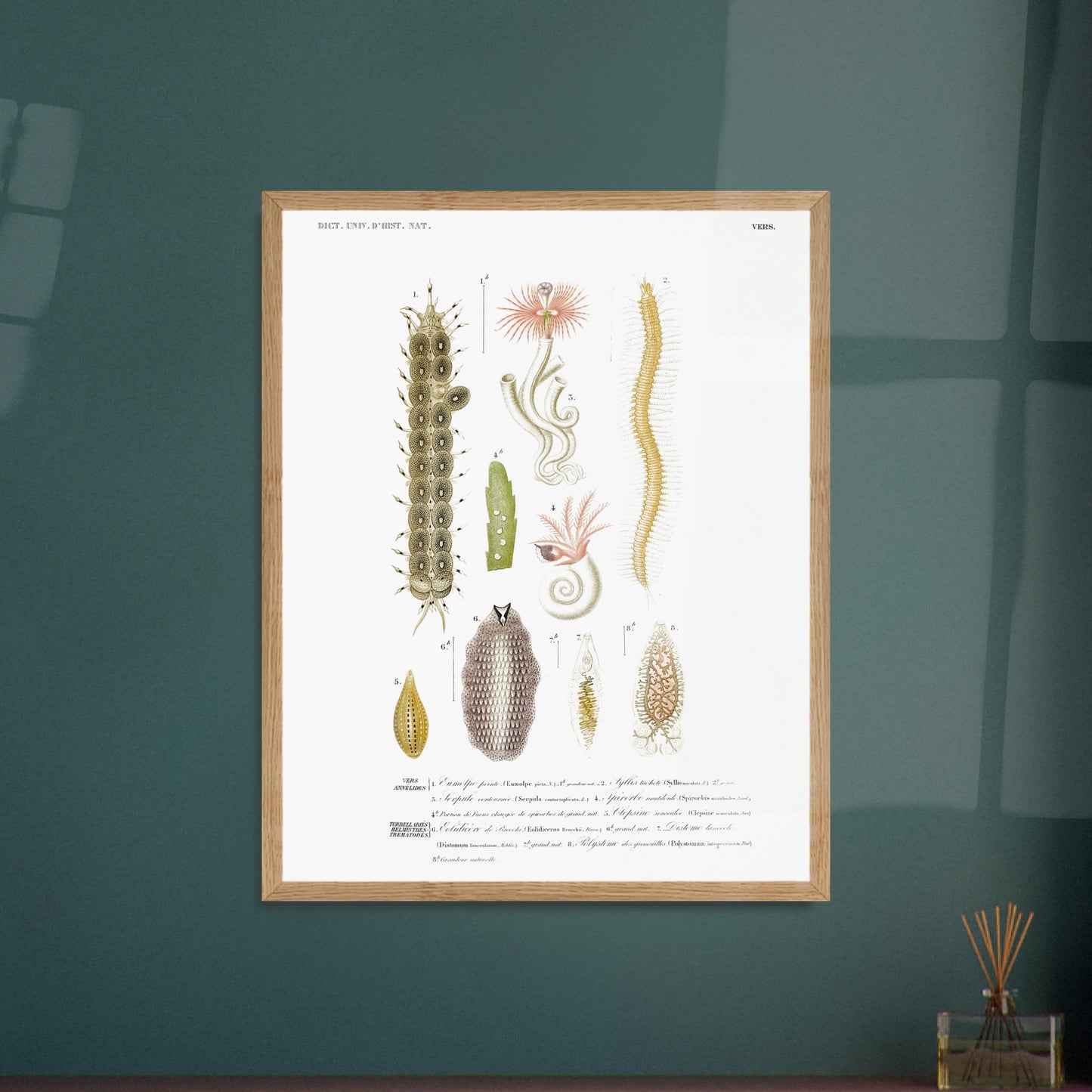 Gravure ancienne d'invertébrés marins : Eumolpe et Syllis - d'Orbigny. Planche naturaliste ancienne illustrant plusieurs spécimens d'invertébrés marins avec des numérotations et des légendes. Image d'illustration 5