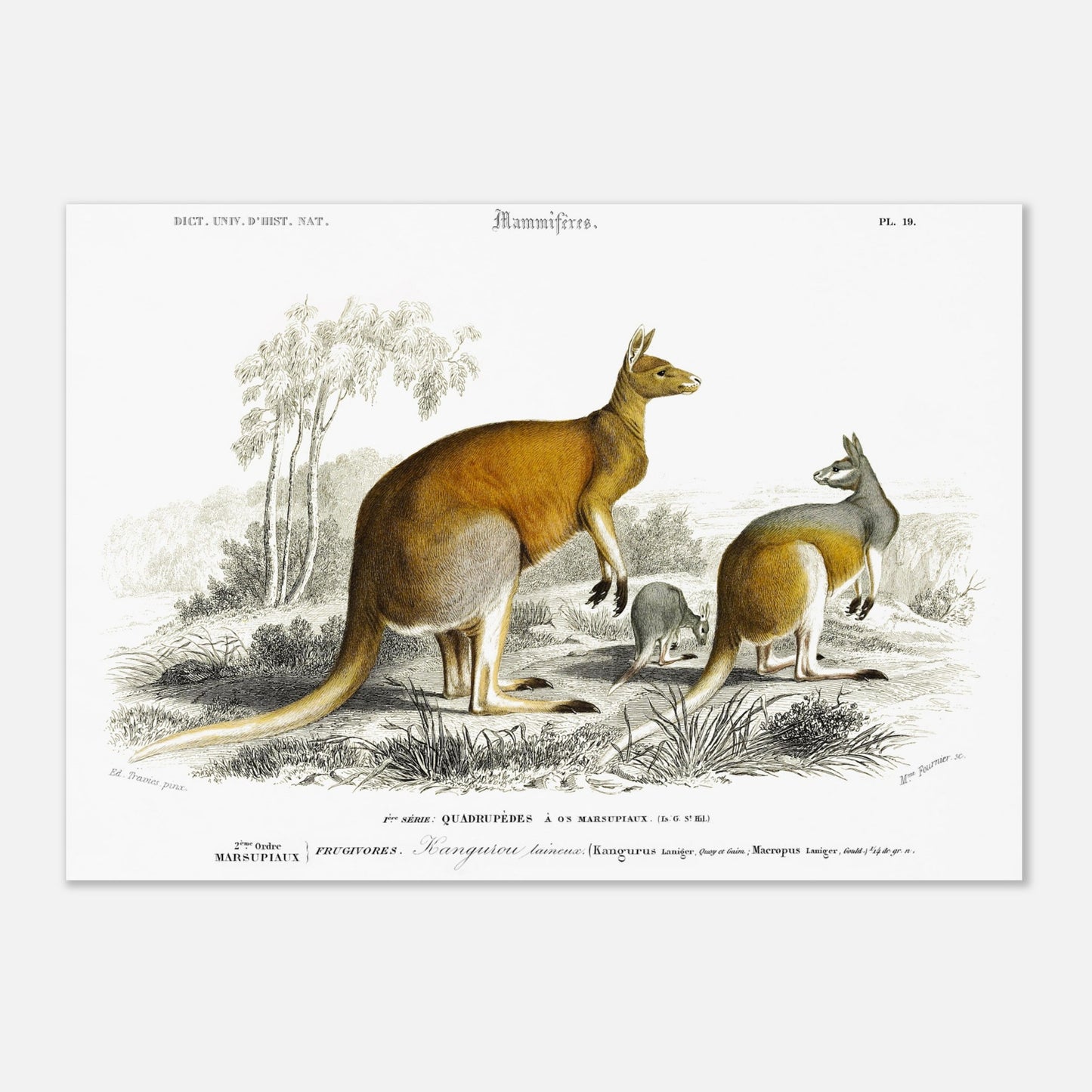 Gravure ancienne de Kangourou laineux - Charles d'Orbigny (29,7x42 cm (A3)). Gravure ancienne représentant plusieurs kangourous, dont un adulte et un jeune, dans un paysage australien.