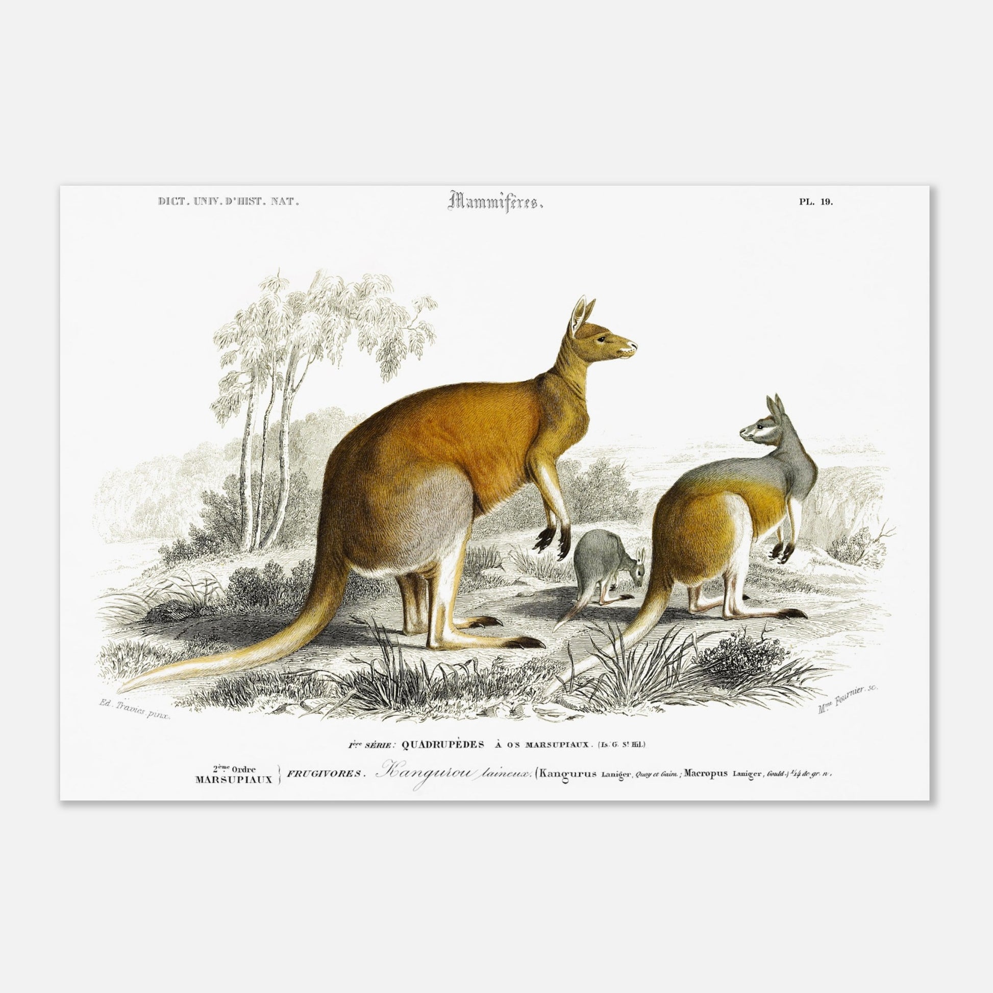 Gravure ancienne de Kangourou laineux - Charles d'Orbigny (29,7x42 cm (A3)). Gravure ancienne représentant plusieurs kangourous, dont un adulte et un jeune, dans un paysage australien.