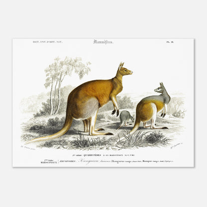 Gravure ancienne de Kangourou laineux - Charles d'Orbigny (29,7x42 cm (A3)). Gravure ancienne représentant plusieurs kangourous, dont un adulte et un jeune, dans un paysage australien.