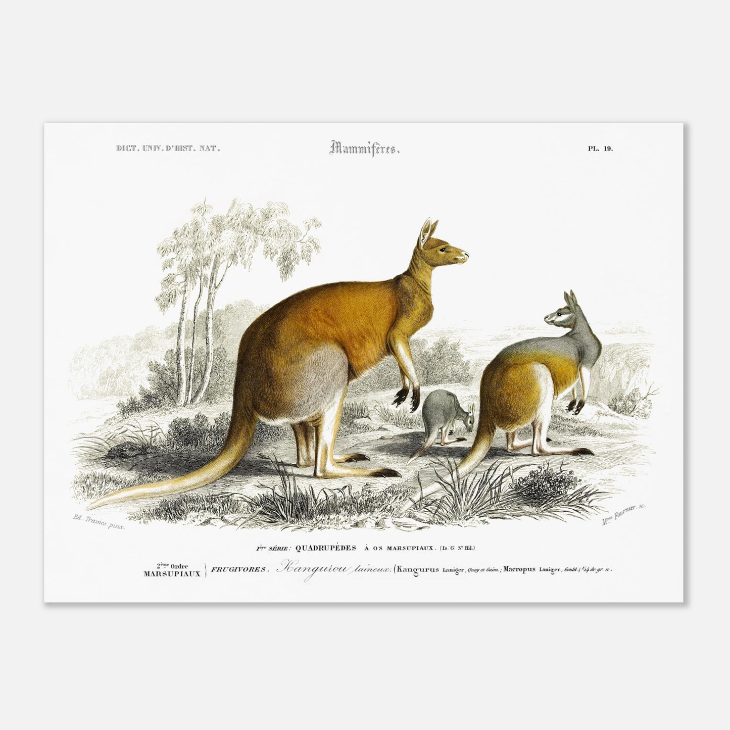 Gravure ancienne de Kangourou laineux - Charles d'Orbigny (30x40 cm). Gravure ancienne représentant plusieurs kangourous, dont un adulte et un jeune, dans un paysage australien.