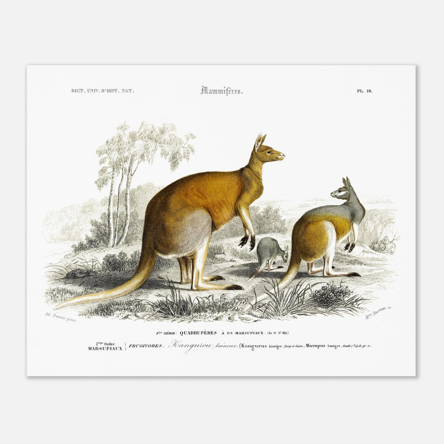 Gravure ancienne de Kangourou laineux - Charles d'Orbigny (40x50 cm). Gravure ancienne représentant plusieurs kangourous, dont un adulte et un jeune, dans un paysage australien.