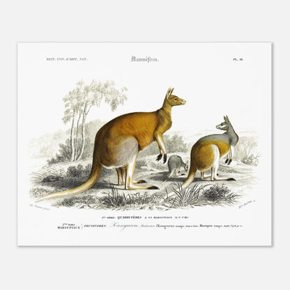 Gravure ancienne de Kangourou laineux - Charles d'Orbigny (40x50 cm). Gravure ancienne représentant plusieurs kangourous, dont un adulte et un jeune, dans un paysage australien.