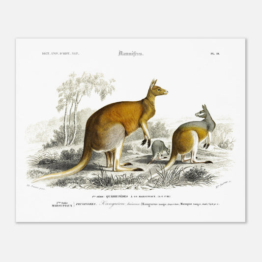 Gravure ancienne de Kangourou laineux - Charles d'Orbigny (40x50 cm). Gravure ancienne représentant plusieurs kangourous, dont un adulte et un jeune, dans un paysage australien.