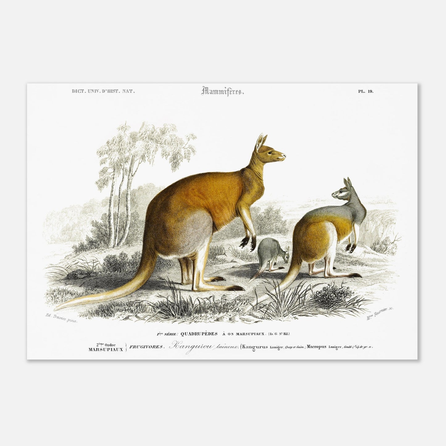 Gravure ancienne de Kangourou laineux - Charles d'Orbigny (42x59,4 cm (A2)). Gravure ancienne représentant plusieurs kangourous, dont un adulte et un jeune, dans un paysage australien.