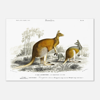 Gravure ancienne de Kangourou laineux - Charles d'Orbigny (42x59,4 cm (A2)). Gravure ancienne représentant plusieurs kangourous, dont un adulte et un jeune, dans un paysage australien.