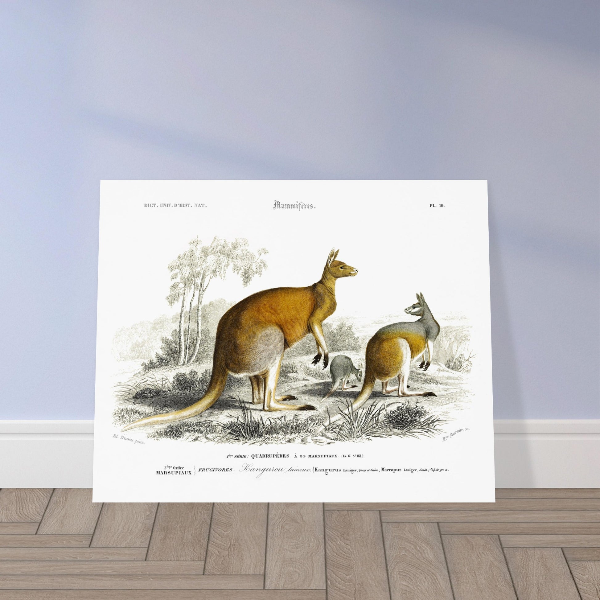 Gravure ancienne de Kangourou laineux - Charles d'Orbigny. Gravure ancienne représentant plusieurs kangourous, dont un adulte et un jeune, dans un paysage australien. Image d'illustration 5