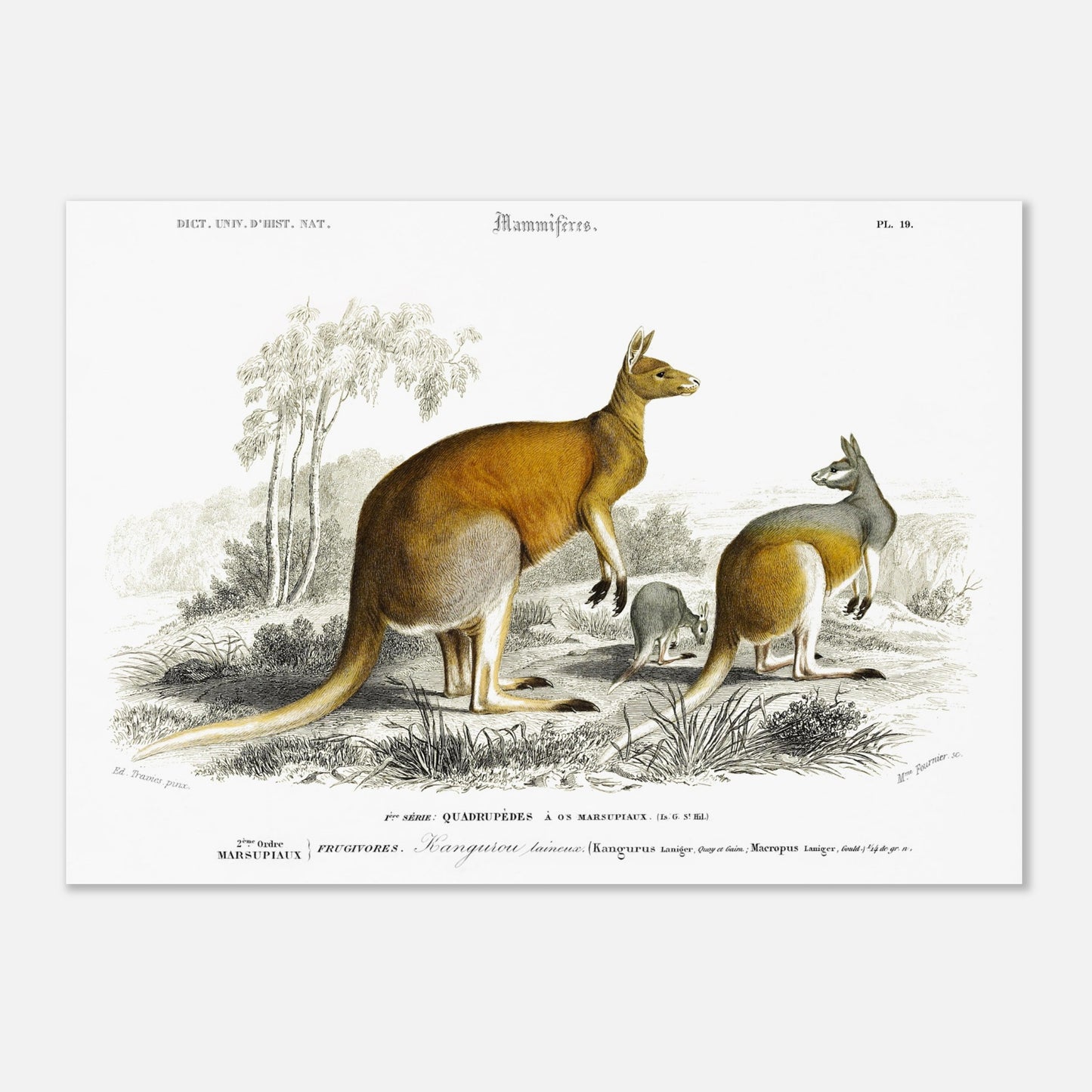 Gravure ancienne de Kangourou laineux - Charles d'Orbigny (50x70 cm). Gravure ancienne représentant plusieurs kangourous, dont un adulte et un jeune, dans un paysage australien.