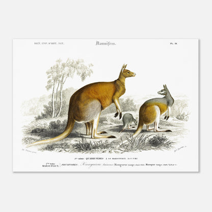 Gravure ancienne de Kangourou laineux - Charles d'Orbigny (50x70 cm). Gravure ancienne représentant plusieurs kangourous, dont un adulte et un jeune, dans un paysage australien.