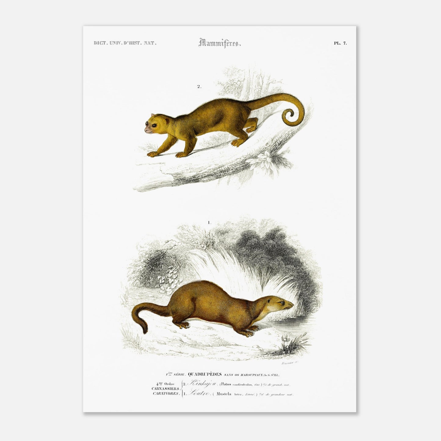 Planche de mammifères : Kinkajou et Loutre - Charles d'Orbigny (29,7x42 cm (A3)). Planche d'illustration naturaliste du Dictionnaire Universel d'Histoire Naturelle de Charles d'Orbigny, présentant deux mammifères : un kinkajou sur une branche et une loutre au sol.