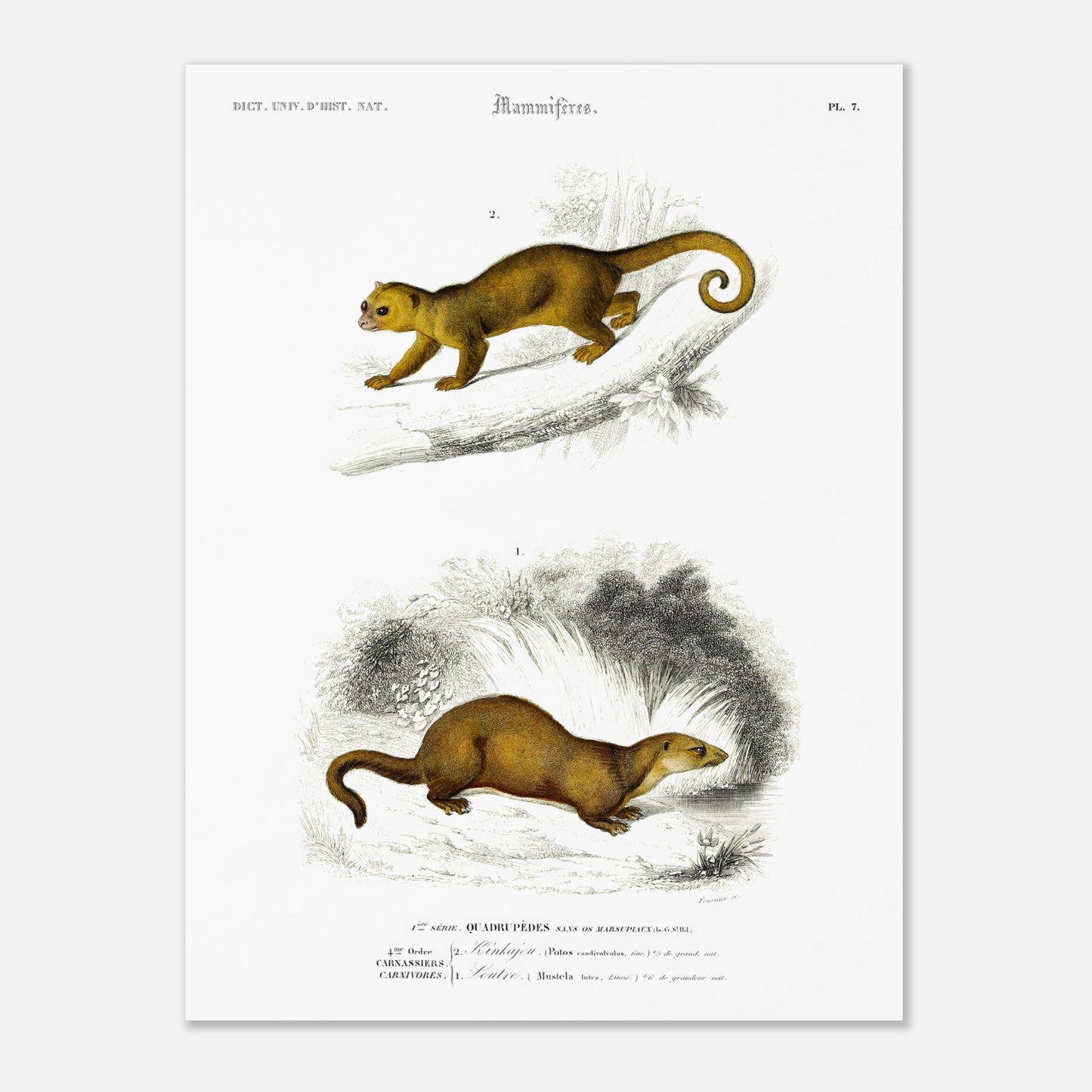 Planche de mammifères : Kinkajou et Loutre - Charles d'Orbigny (30x40 cm). Planche d'illustration naturaliste du Dictionnaire Universel d'Histoire Naturelle de Charles d'Orbigny, présentant deux mammifères : un kinkajou sur une branche et une loutre au sol.