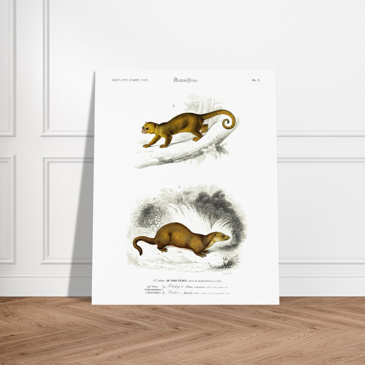 Planche de mammifères : Kinkajou et Loutre - Charles d'Orbigny. Planche d'illustration naturaliste du Dictionnaire Universel d'Histoire Naturelle de Charles d'Orbigny, présentant deux mammifères : un kinkajou sur une branche et une loutre au sol. Image d'illustration 5