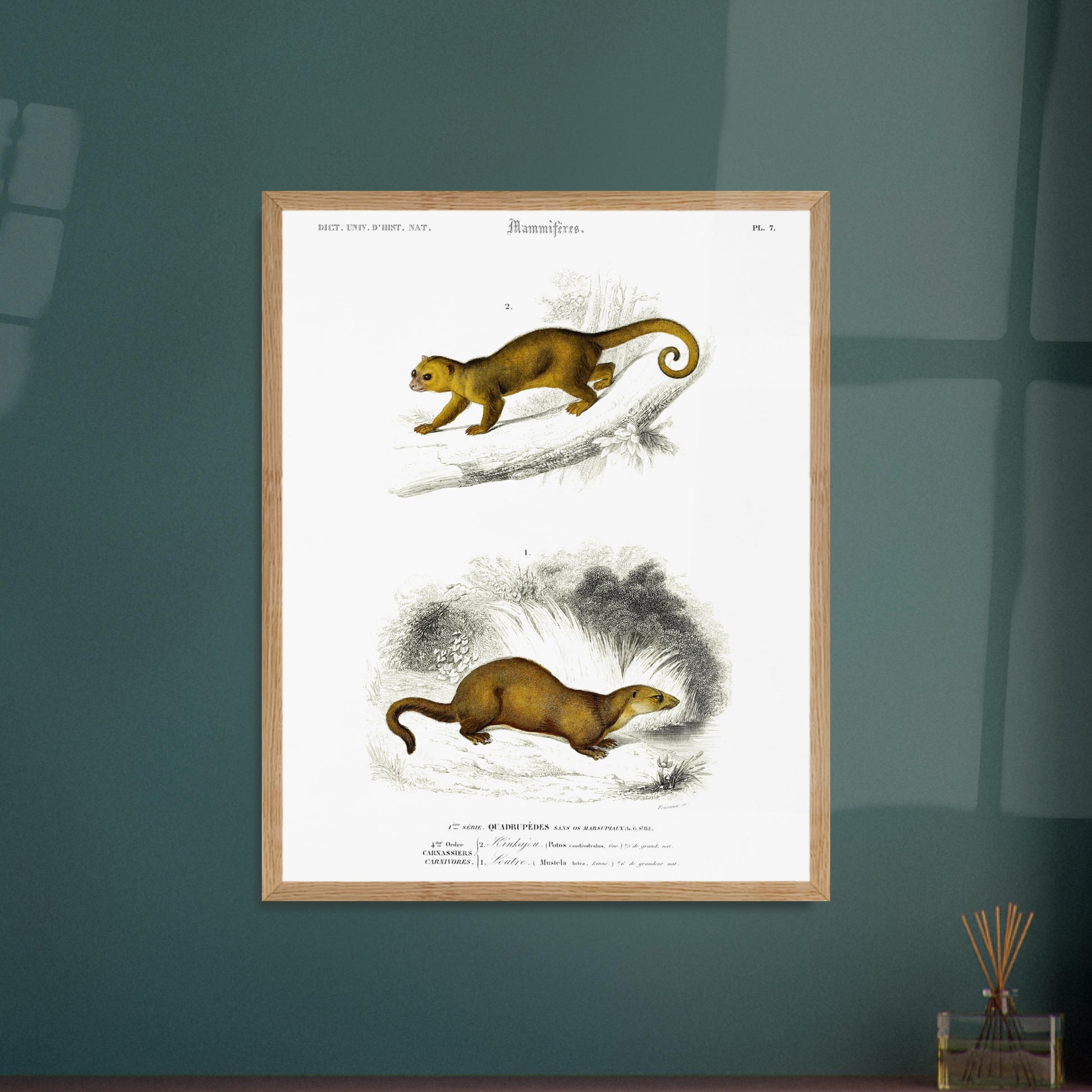 Planche de mammifères : Kinkajou et Loutre - Charles d'Orbigny. Planche d'illustration naturaliste du Dictionnaire Universel d'Histoire Naturelle de Charles d'Orbigny, présentant deux mammifères : un kinkajou sur une branche et une loutre au sol. Image d'illustration 6